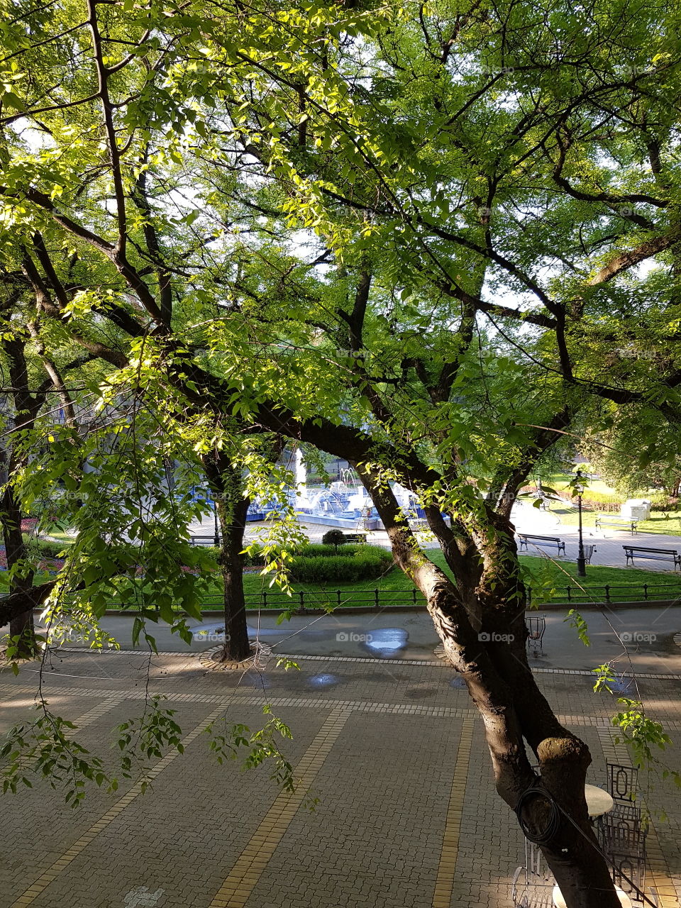 city fountain through the forest