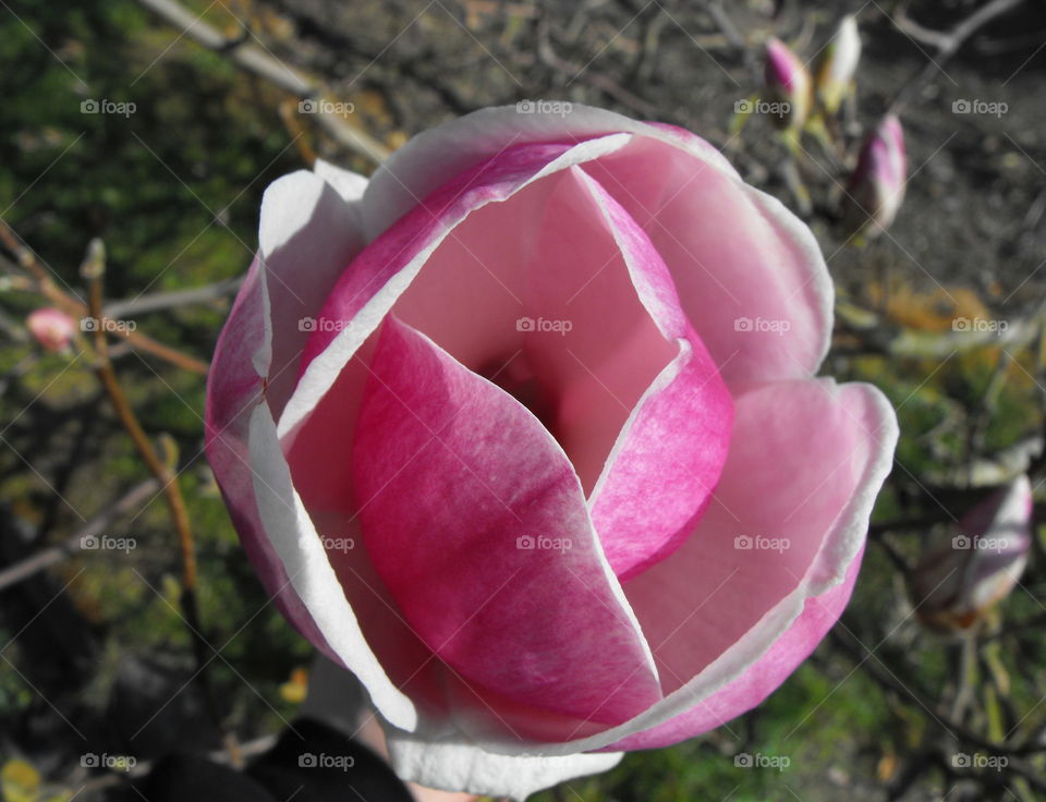 Magnolia flower