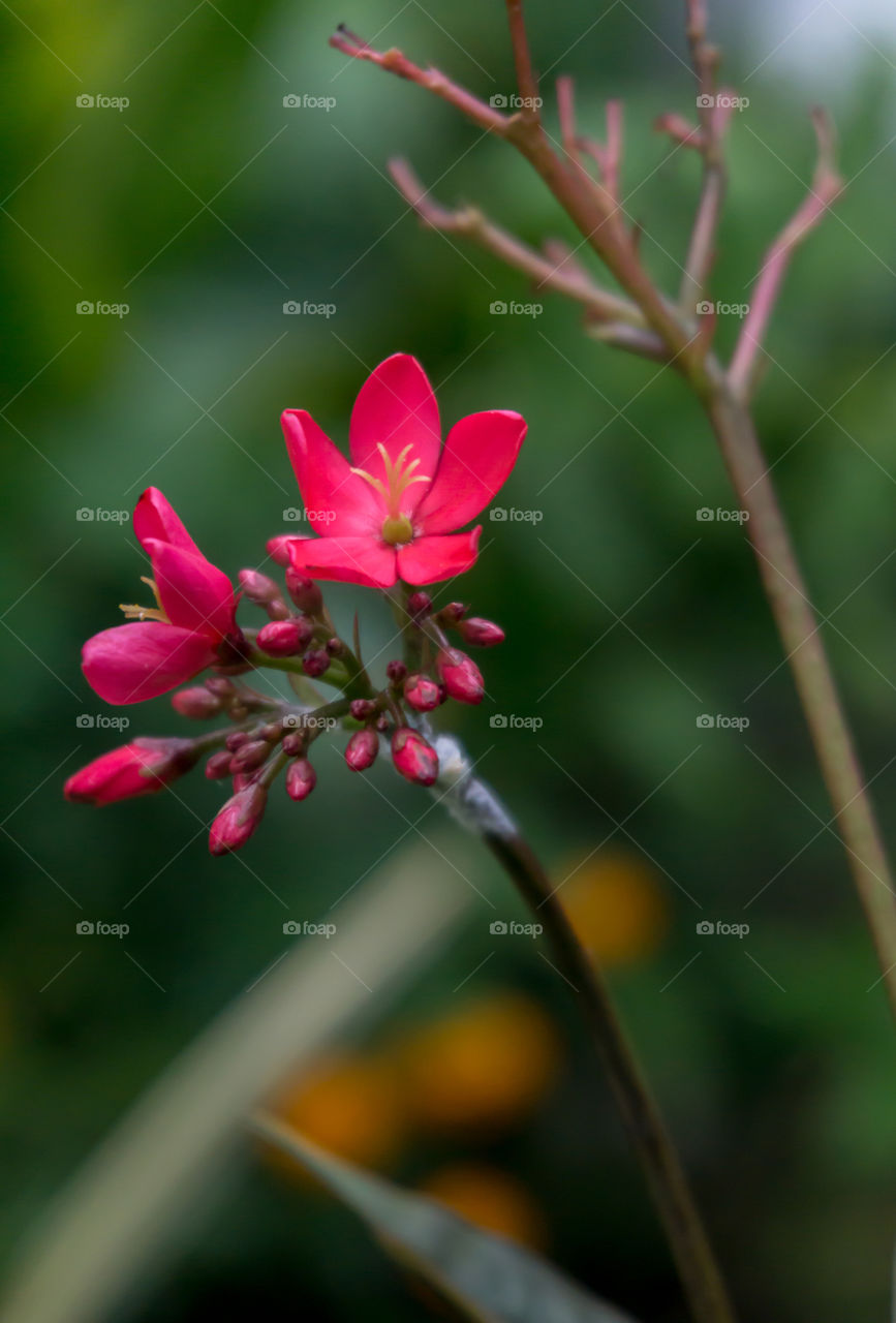 red spicy jatropha