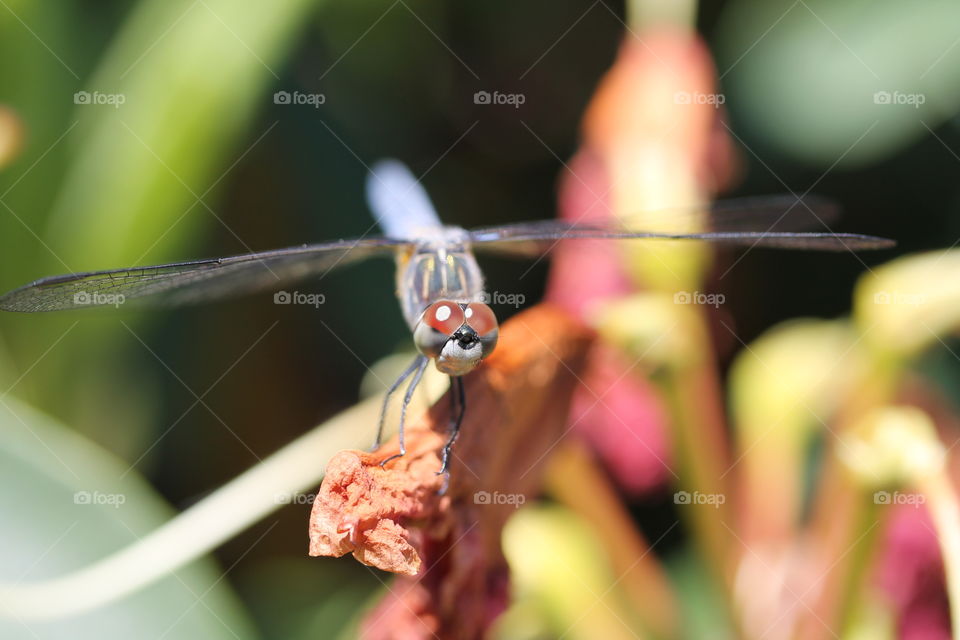 blue dasher dragonfly