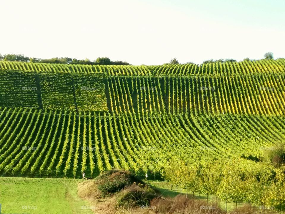 vineyards Luxembourg