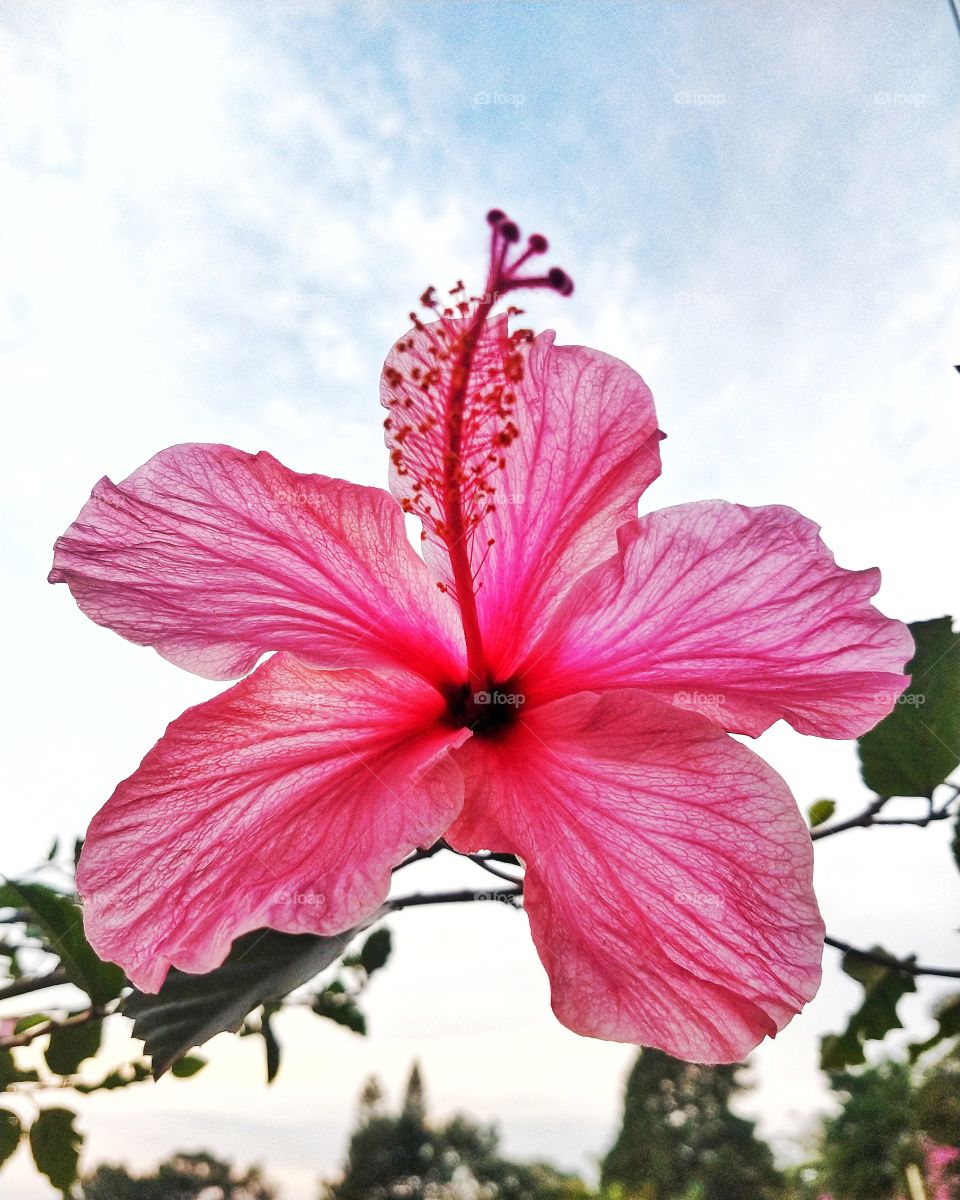 hibisco