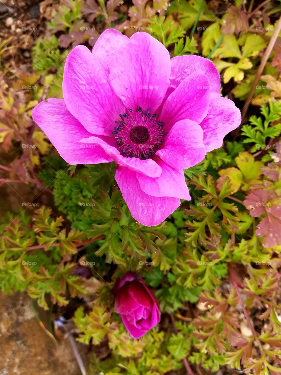 Anemone