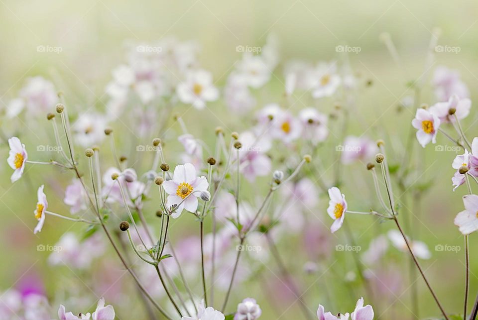 Delicate flowers on a summer sunny day.Pink on a green background.