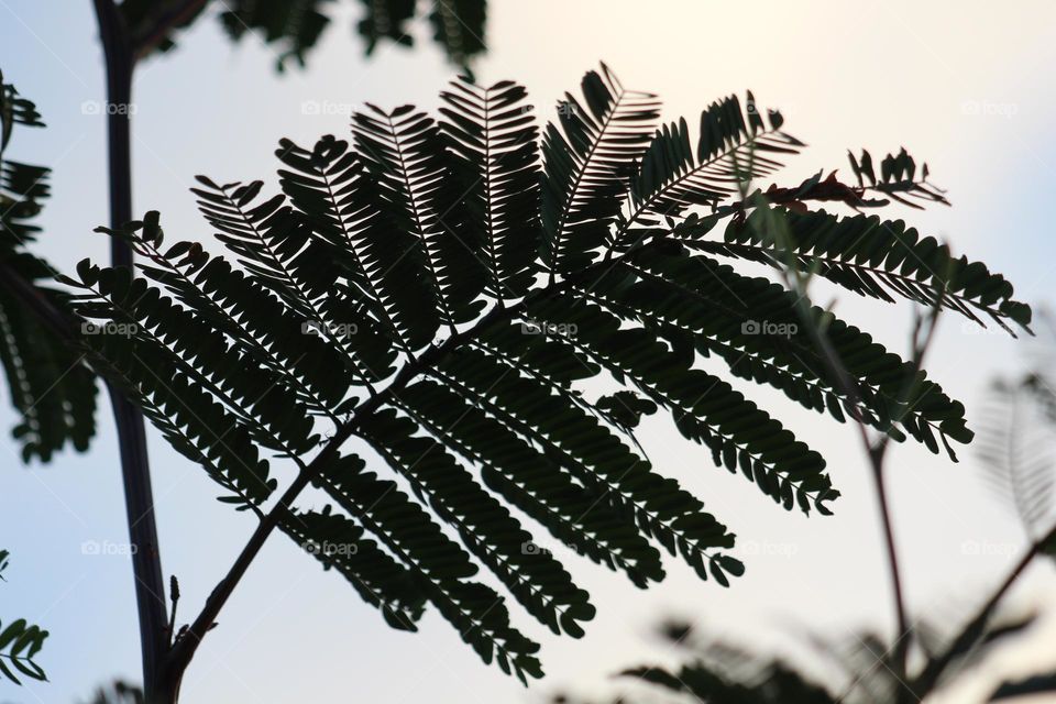 A Ferny leaf, sitting against the sunset clouds of the bright but dulling winter sky.
