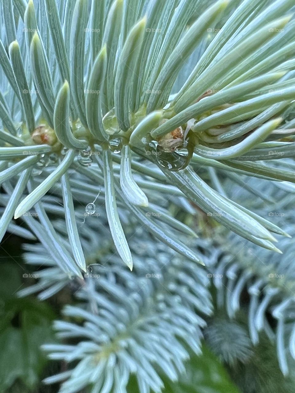 Raindrops on a pine tree branch