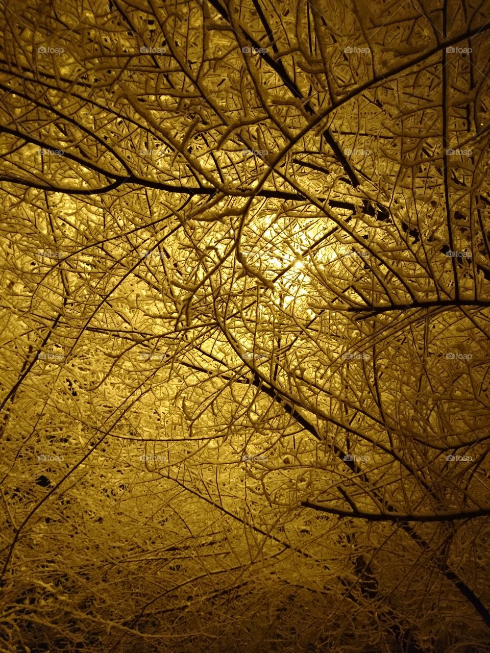 winter tree at night