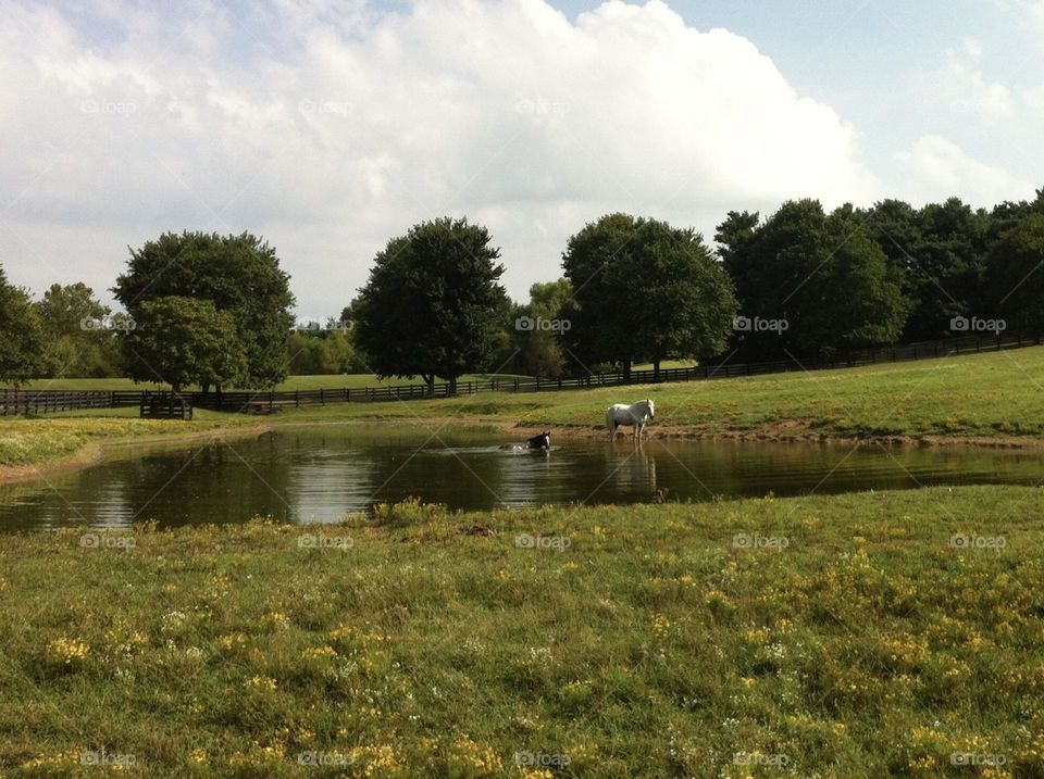 Horses around the pond farm scene on hot summer day in august