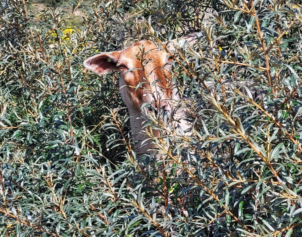 Kiekeboe...in the dunes of Zeeland in the Netherlands eye to eye with a unexpected goat