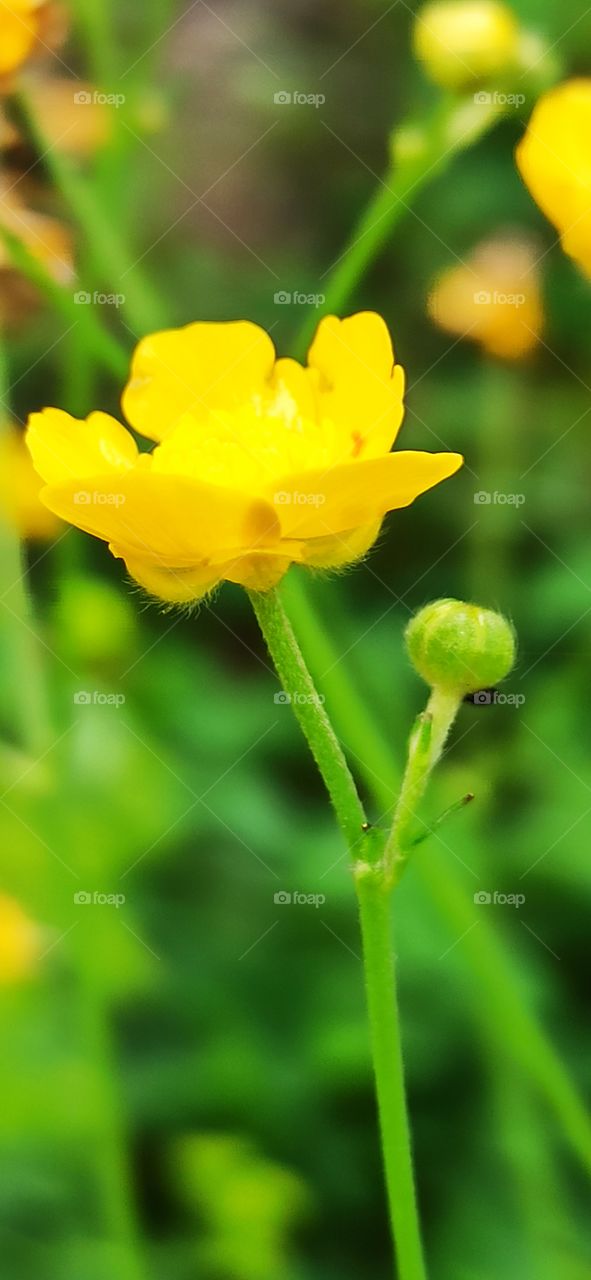 Yellow flower of mountain