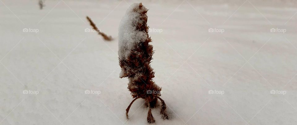 snow-covered nature