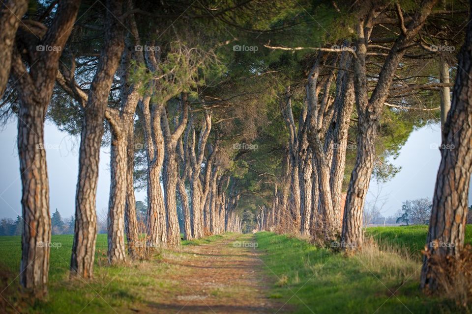 avenue of pine trees at sunset