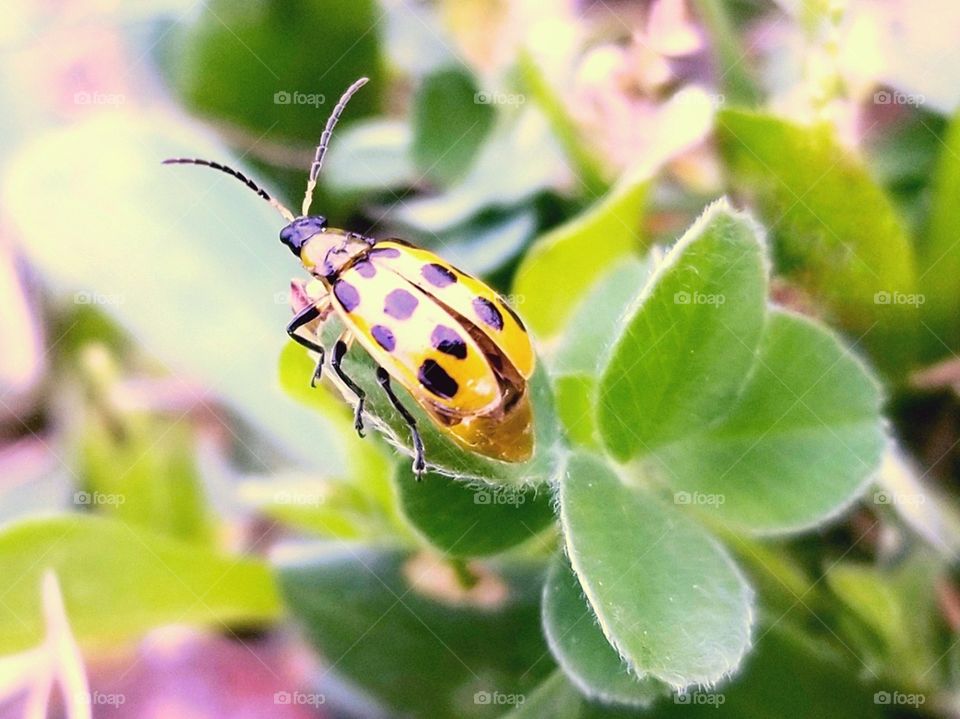 Cucumber Beetle on a New Spring Leaf