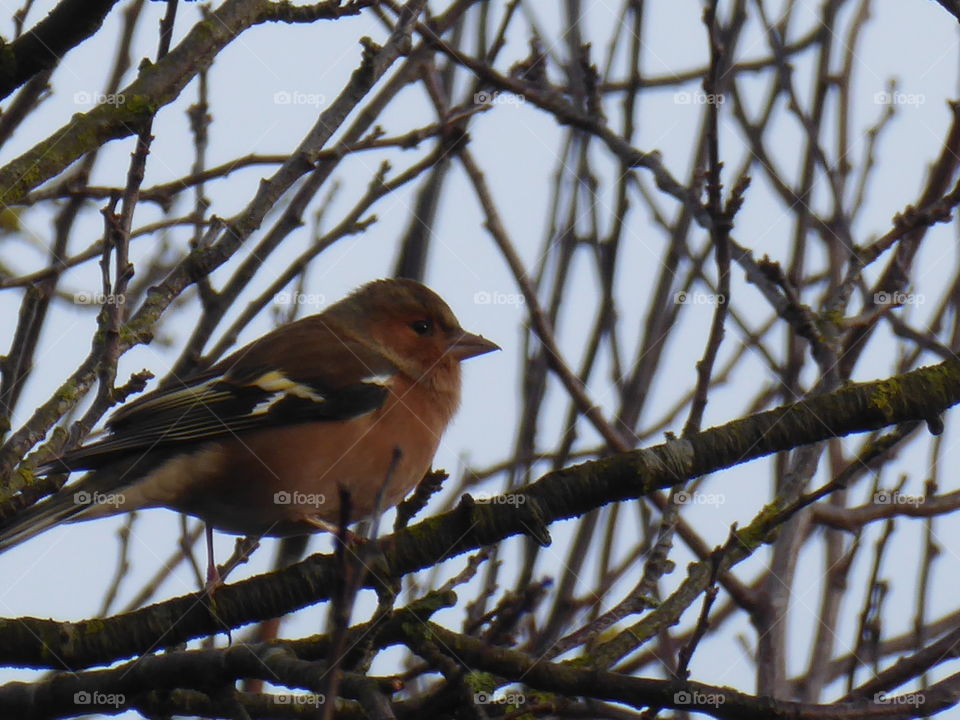 chaffinch / Buchfink 