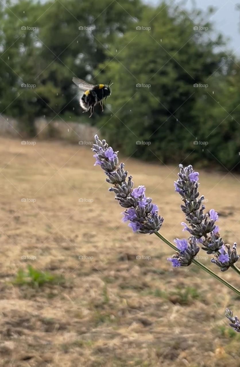 Bumblebee landing on lavender 