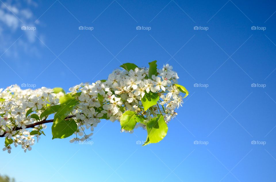 Blue sky flower 