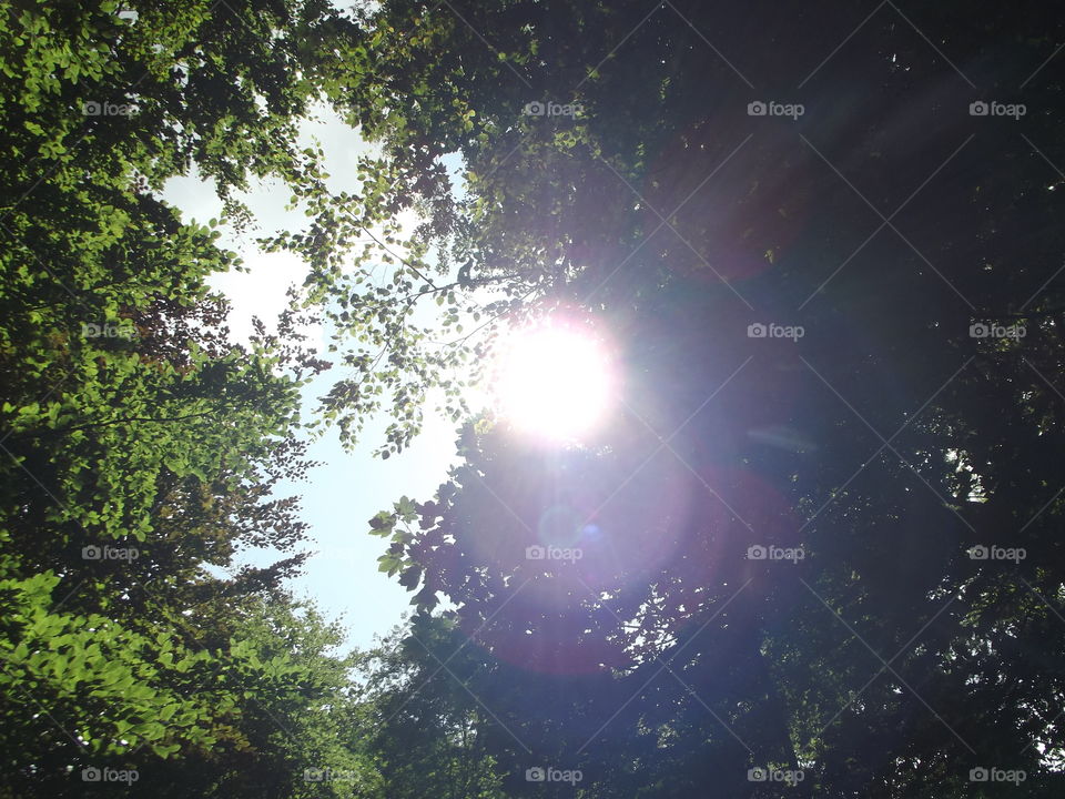 Sunrays Through Branches