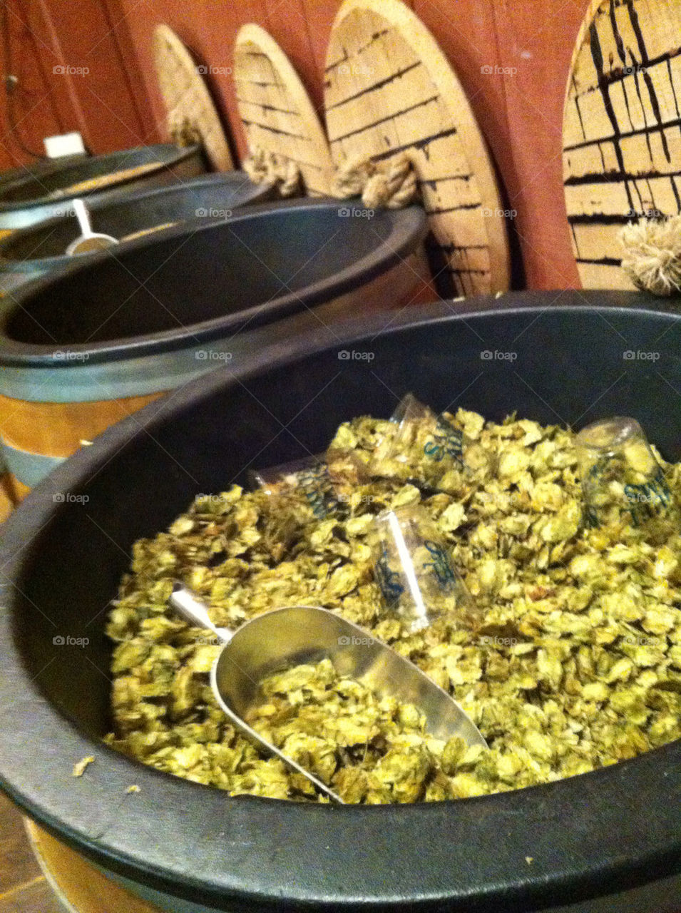 hops at Samual Adams Brewery