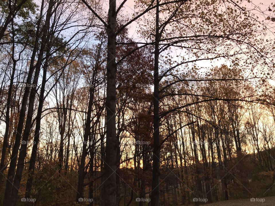 Sunrise through the trees