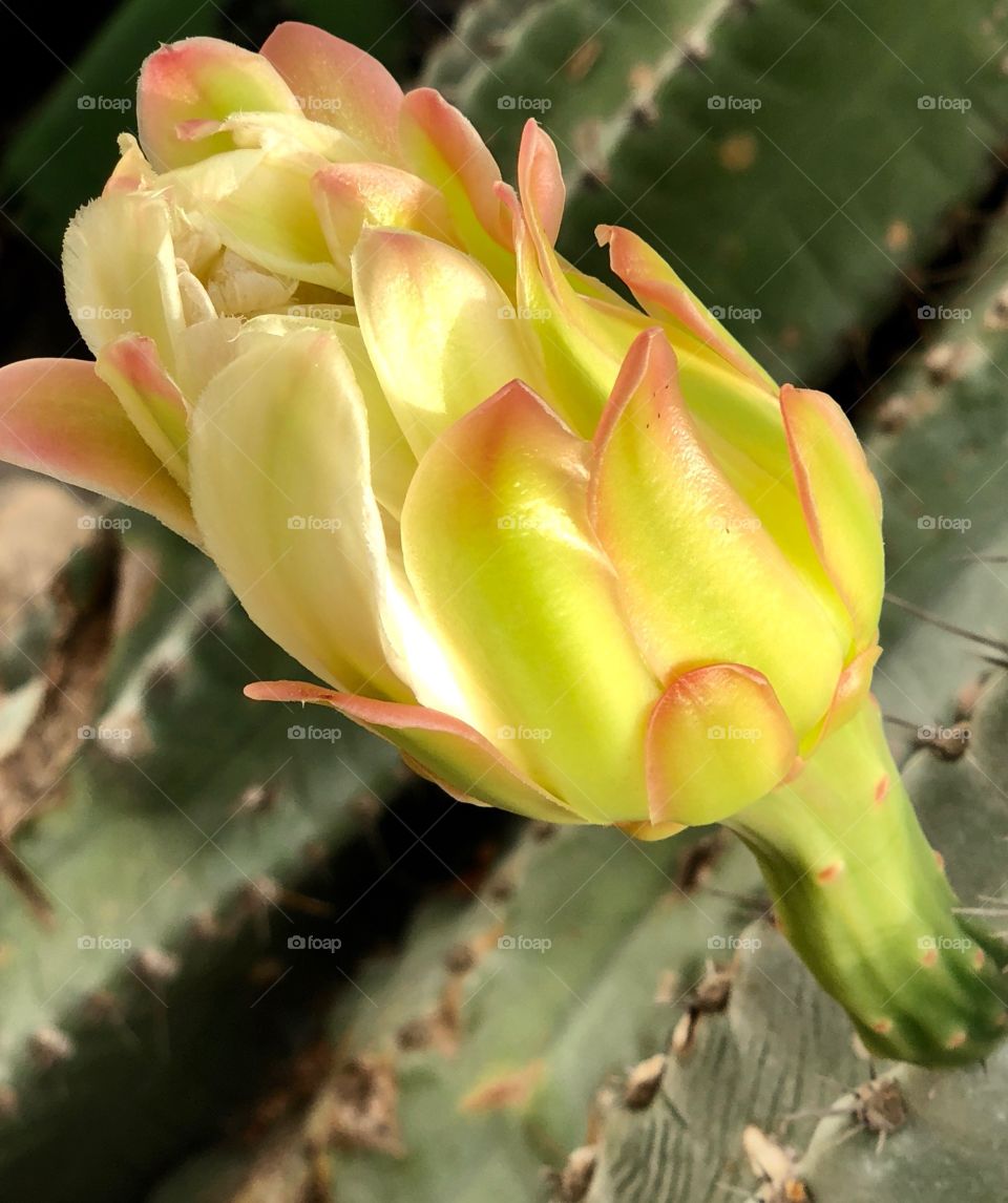 Cactus flower / bud