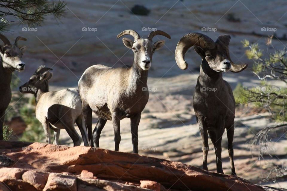Big Horn Sheep