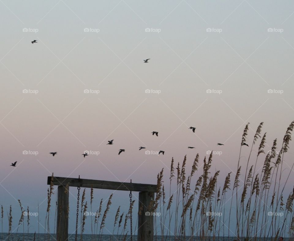 birds in flight what a delight