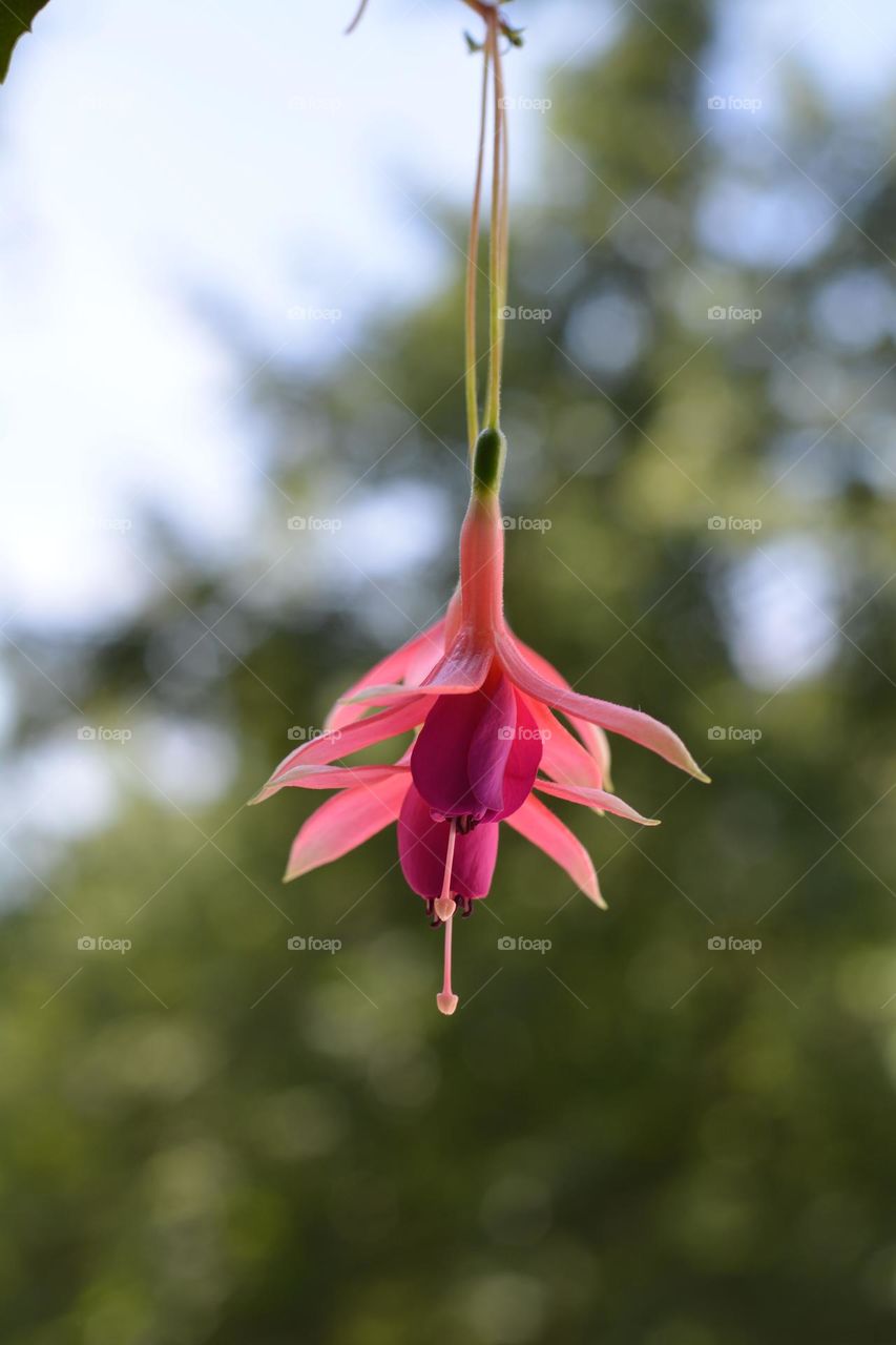 beautiful gentle pink colour flowers, house plants green background