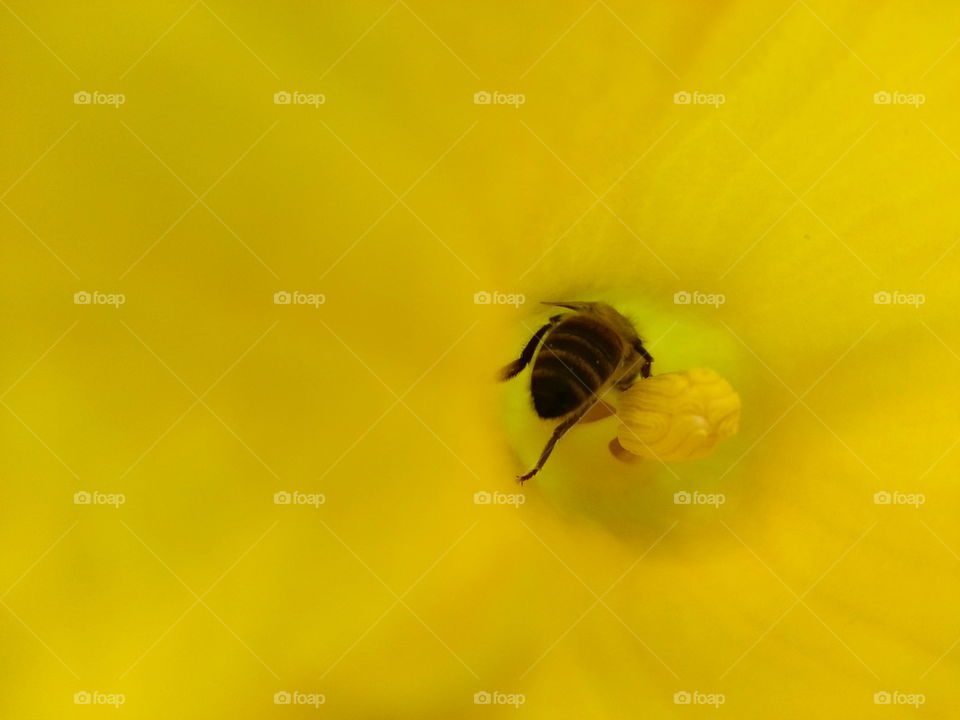 abeille butineuse honey bee