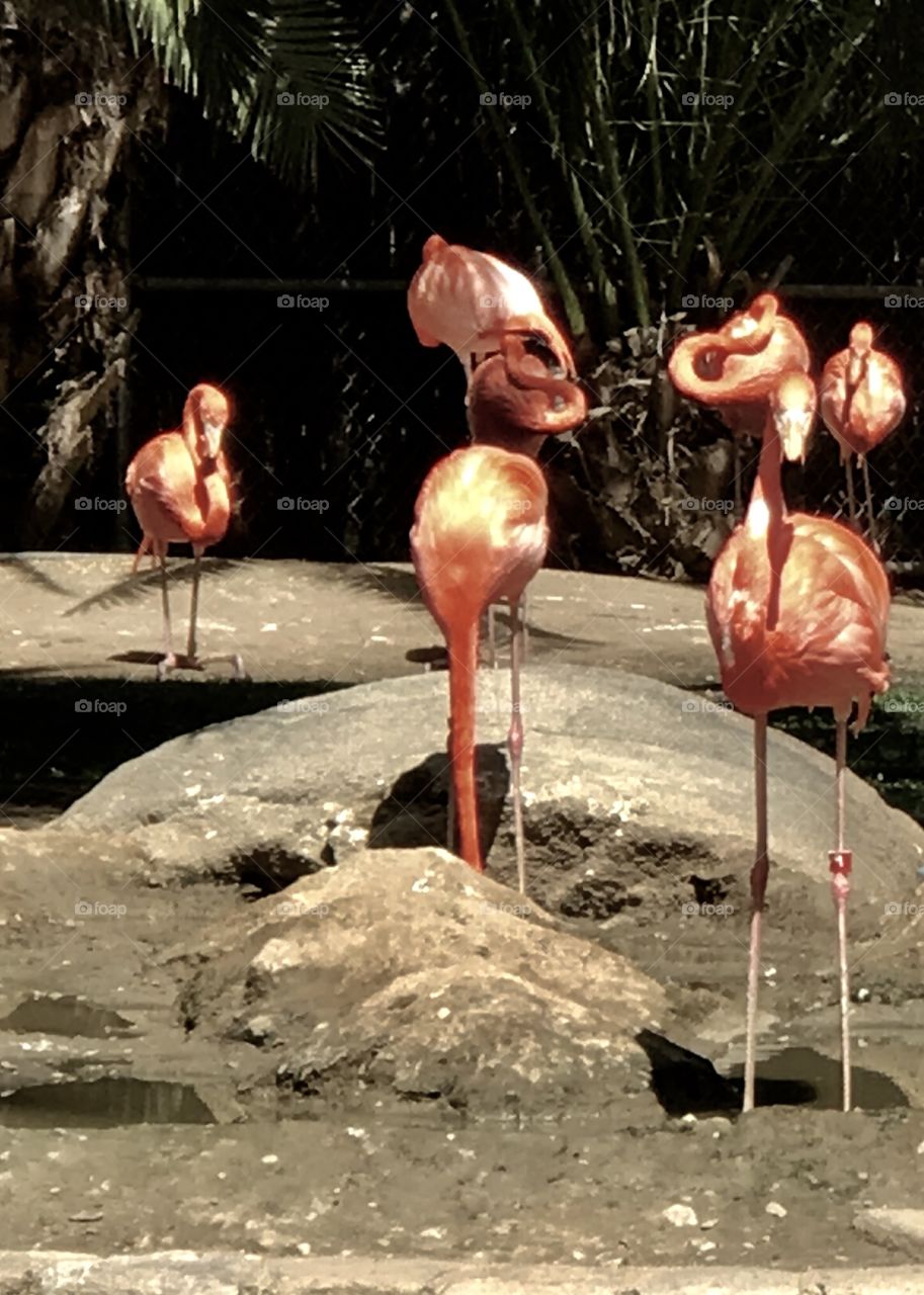 Flamingos 