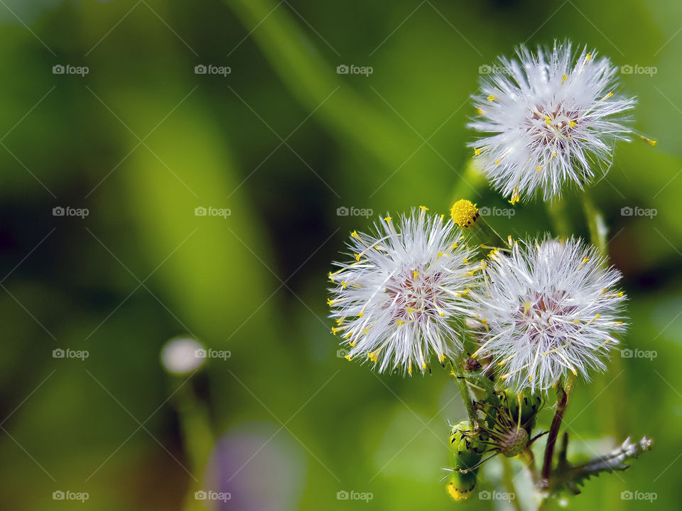 Taraxacum officinale
Diente de León 
Dandelion