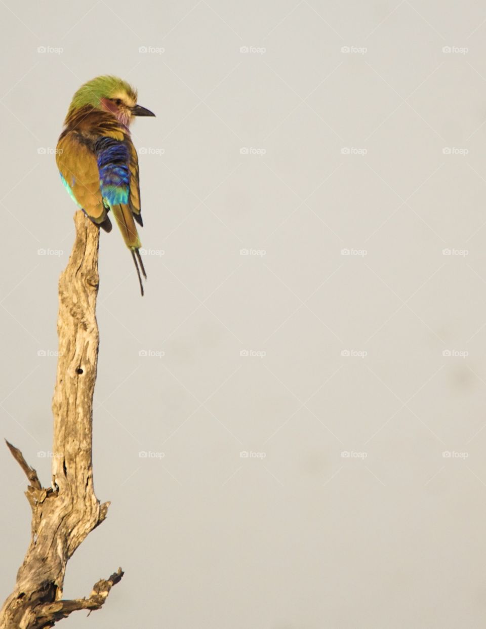 




Lilac breasted roller in South Africa 
