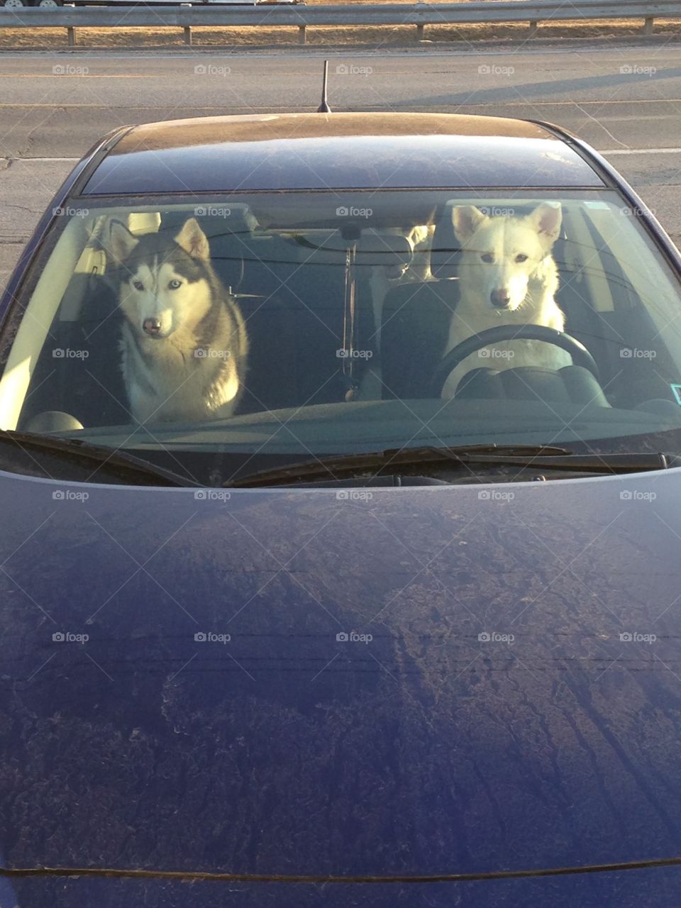 Dogs stealing a car