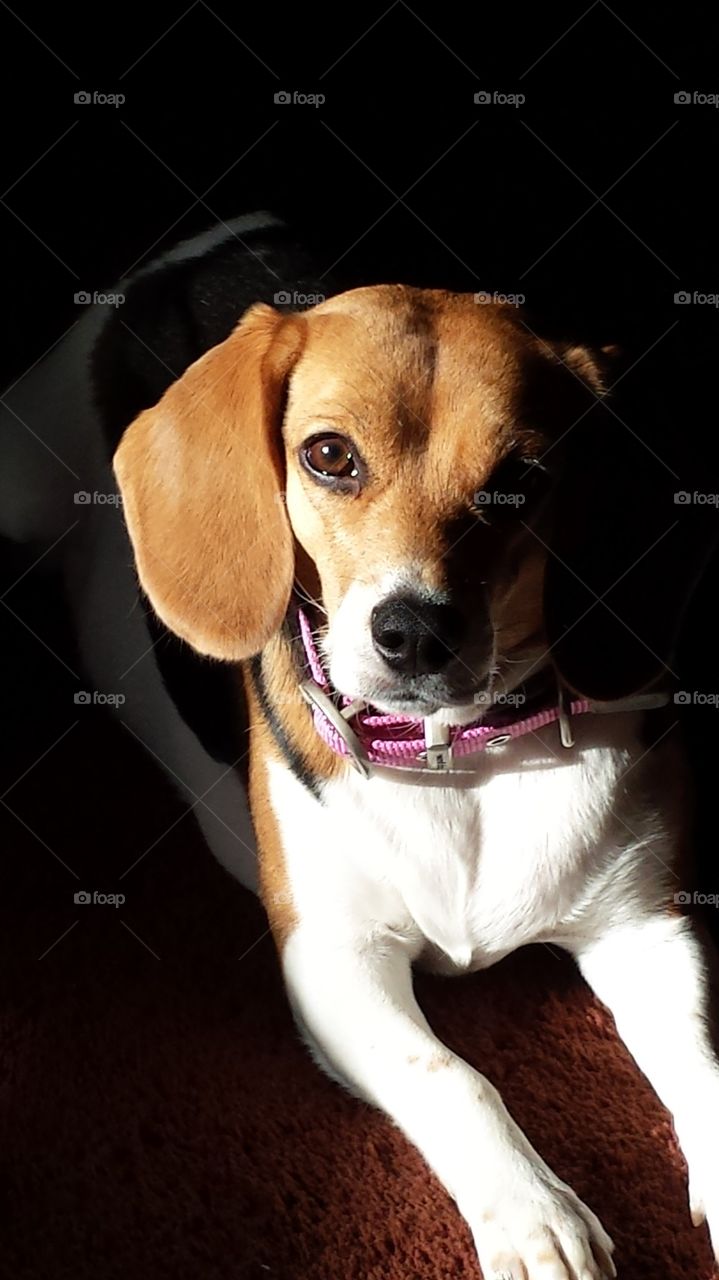 Beagle closeup
