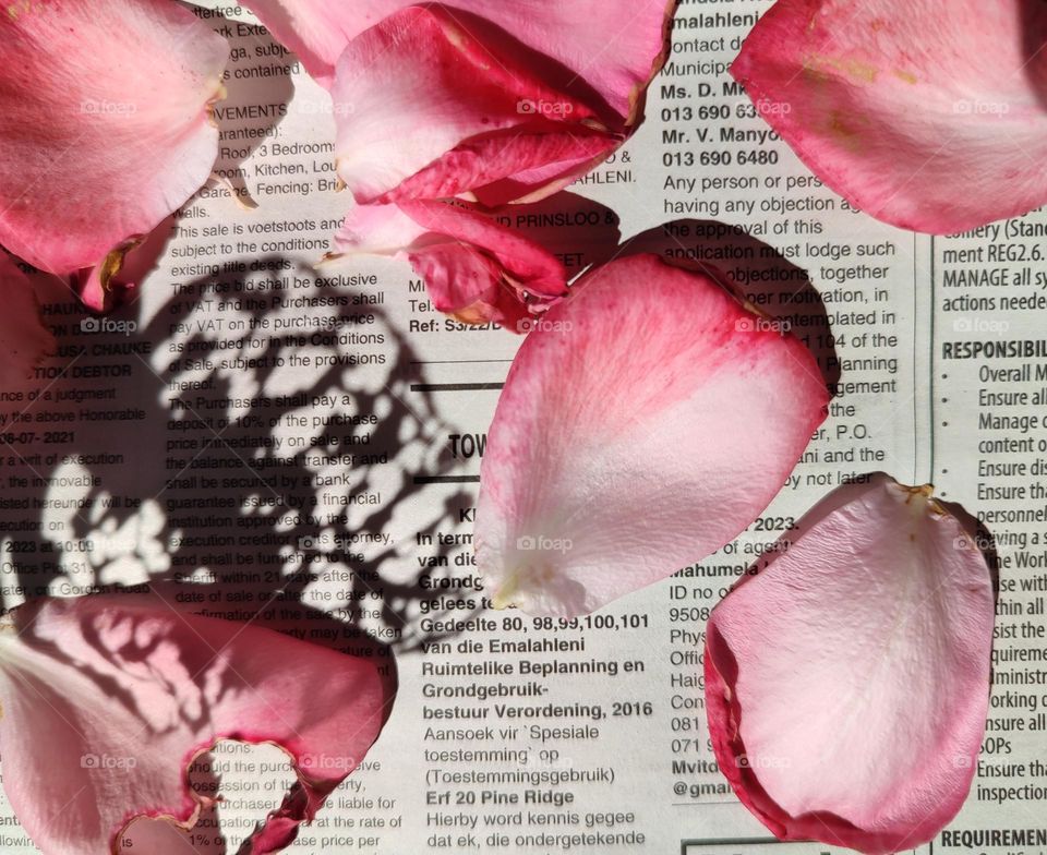 Rose petals on a newspaper with leaf shadow