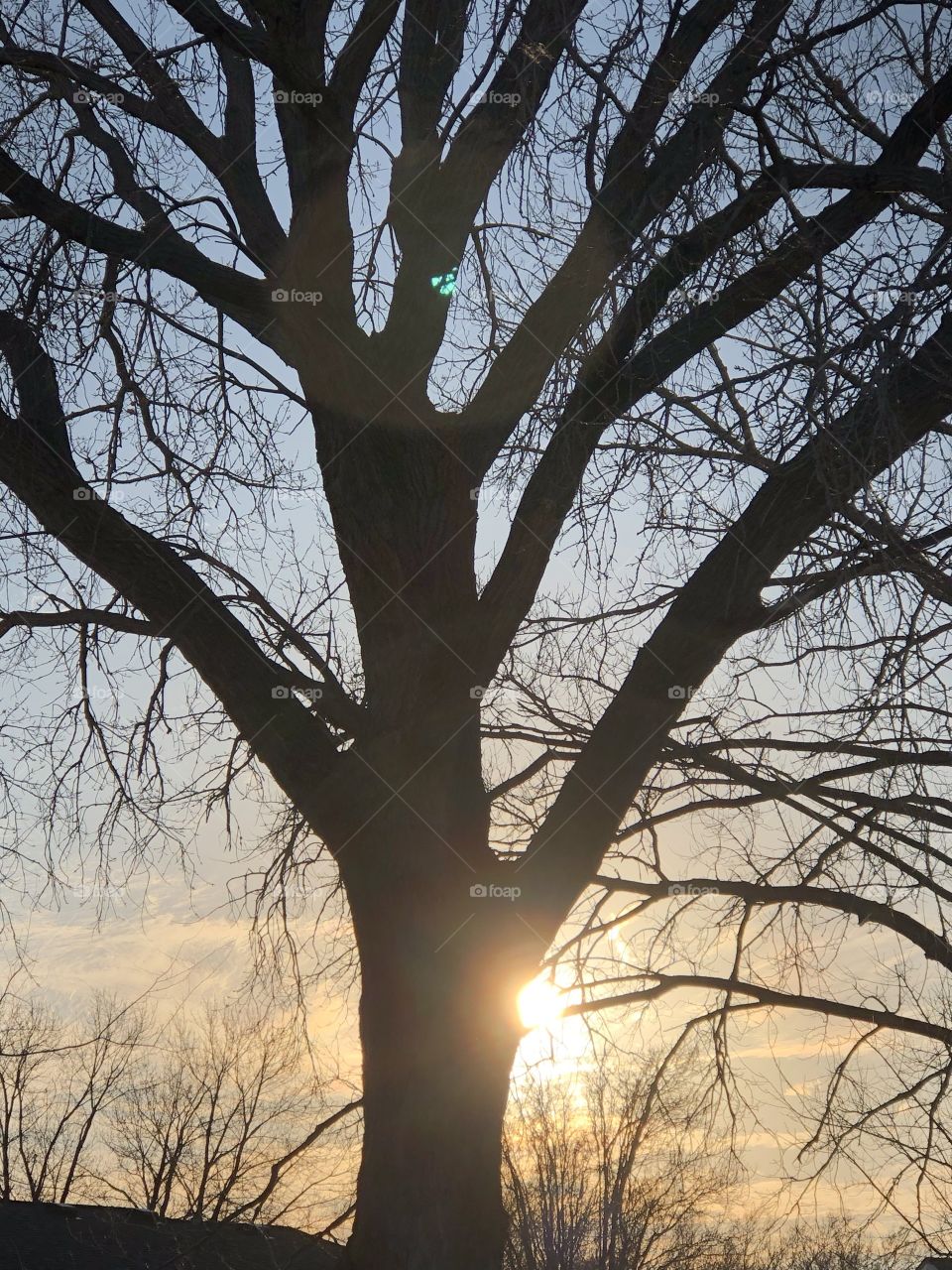 Lovely sunset through tree