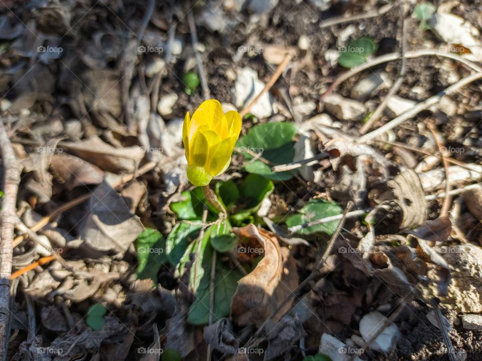 spring buttercup flower.