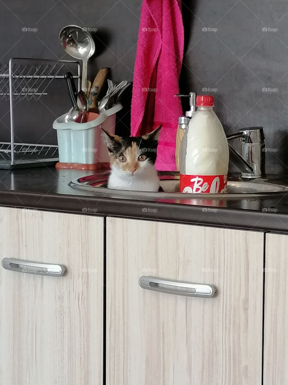 My cat chilling in the sink