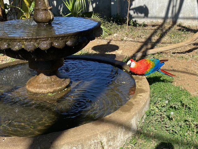 beautiful parrot in the fountain