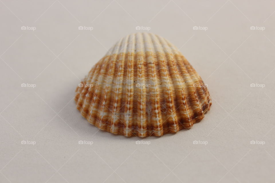 seashell