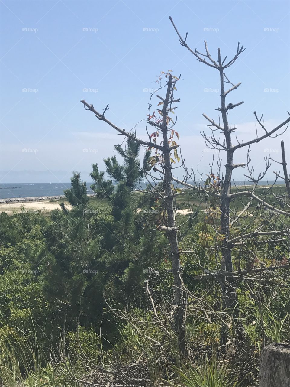 Nature, Tree, Landscape, No Person, Sky