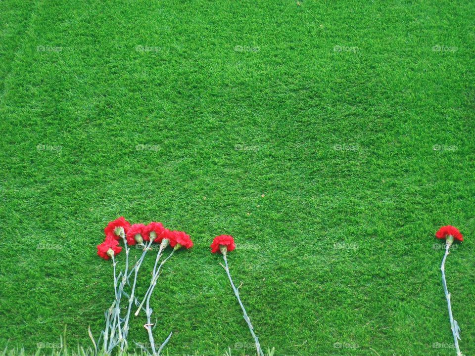 Red carnations on green grass