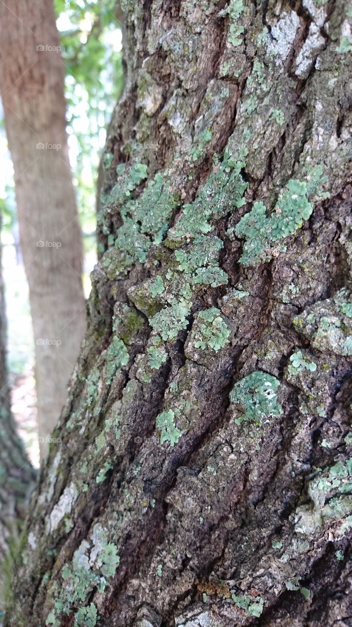 Bark, Tree, Trunk, Wood, Nature