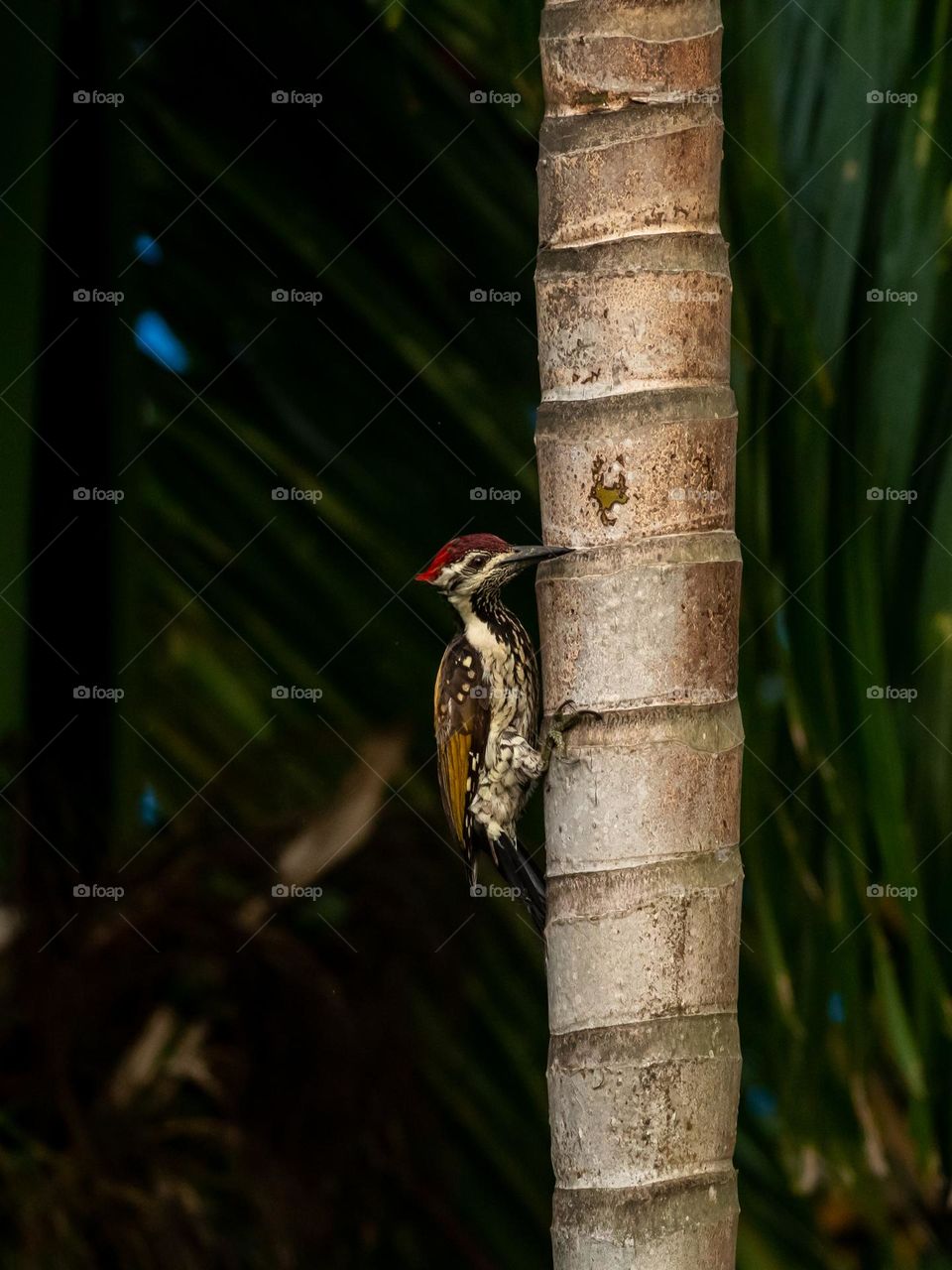 Woodpecker