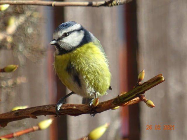 My blue tit