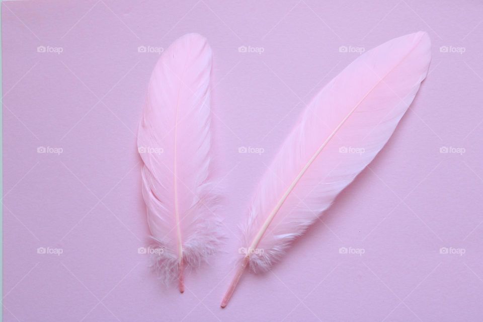 Pink feathers