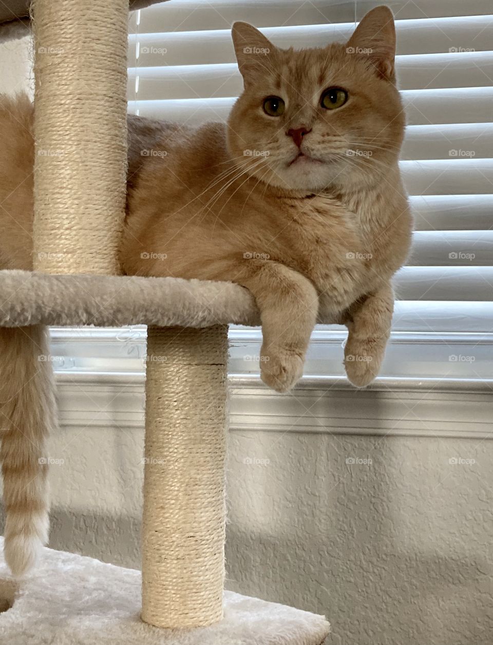 Cat on cat tower with front paws hanging 