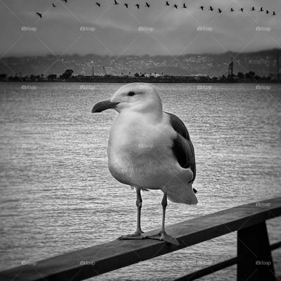 Seagull standing on a pier railing with a line of birds flying overhead in the distance 