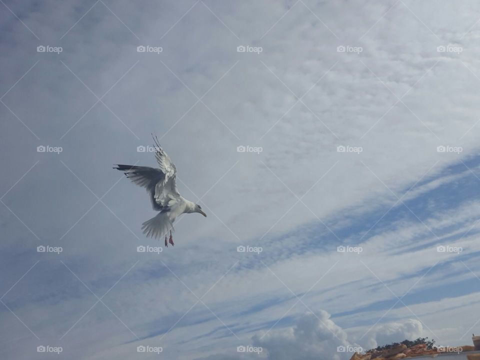 seagull