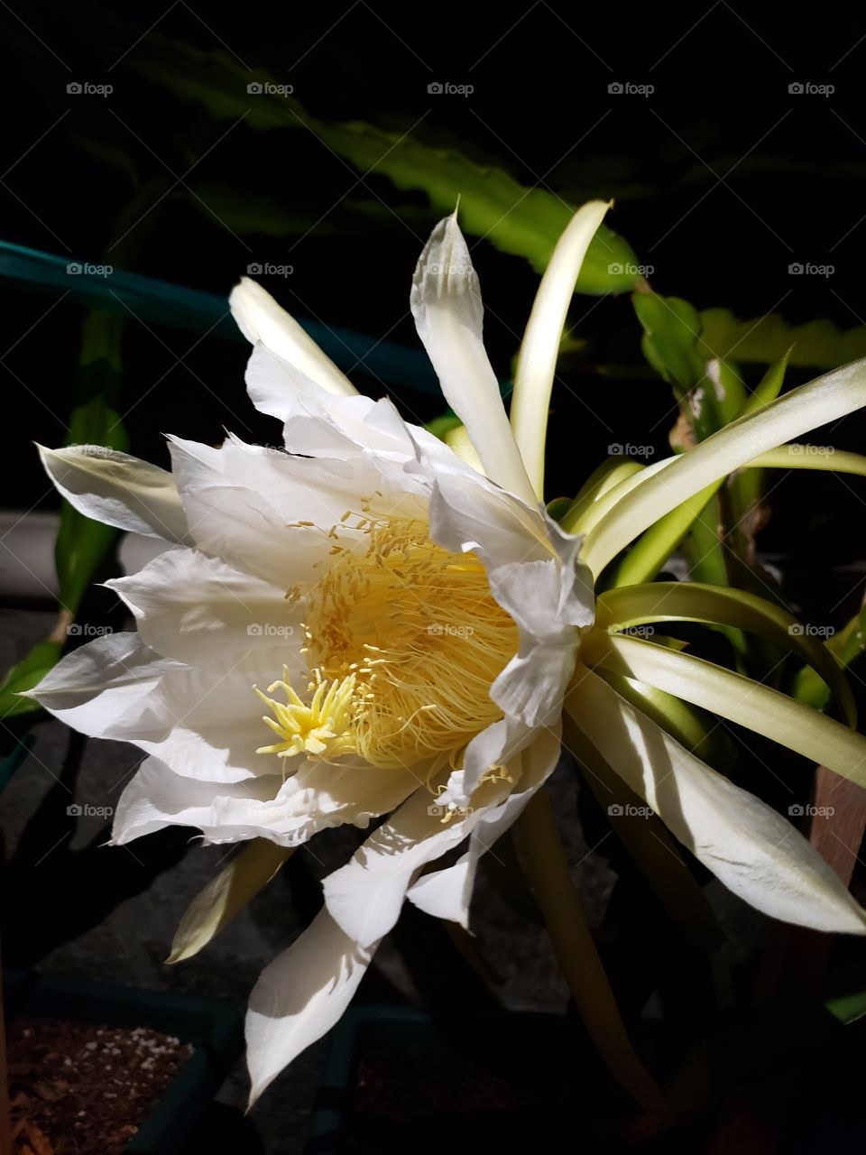 Night dragon fruit flower blossom