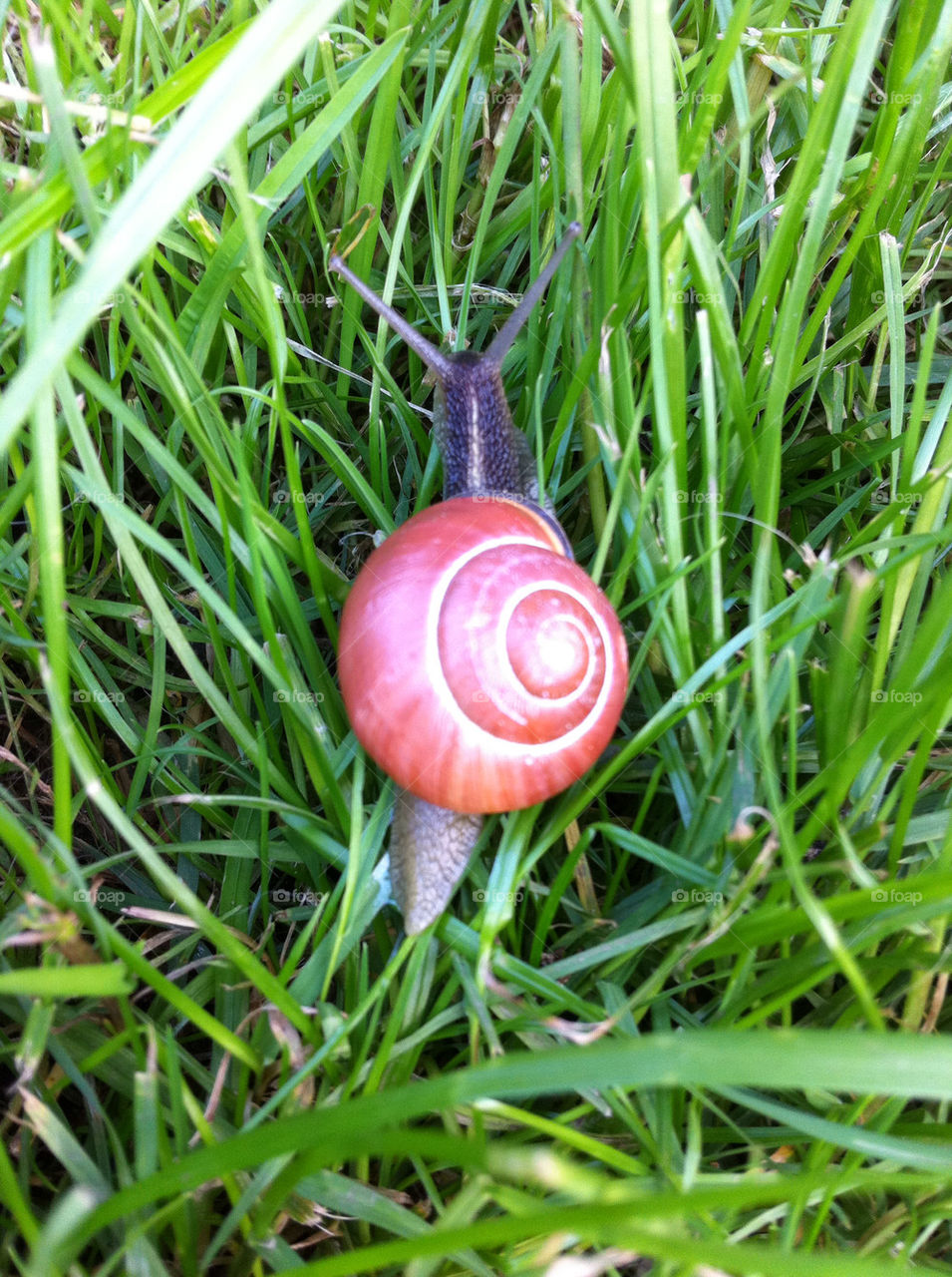 summer snail greengrass by hallis